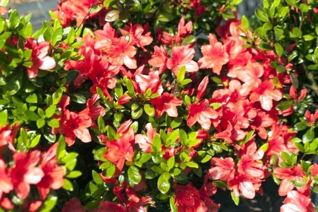 Azalia japońska Juliette PBR Rhododendron obtusum C2