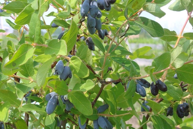 Jagoda kamczacka Morena Lonicera caerulea var. kamtschatica P9