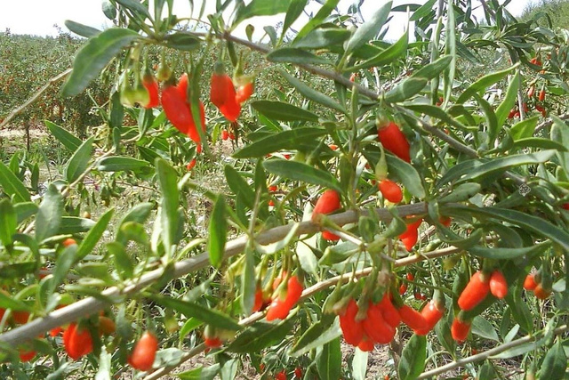 Kolcowój szkarłatny pospolity Lycium barbarum P9