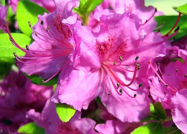 Azalia japońska Konigstein Rhododendron obtusum