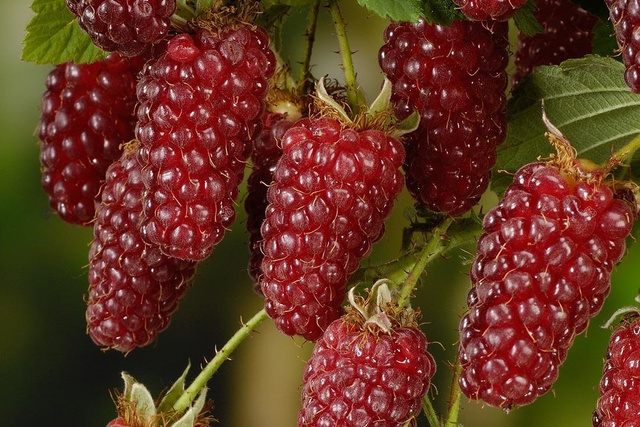 Malinojeżyna Tayberry Medana Rubus C2