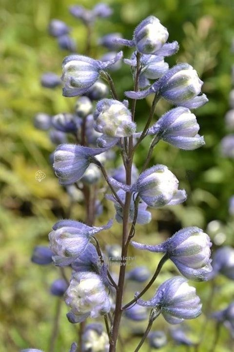 Ostróżka ogrodowa La Boheme Delphinium elatum C2