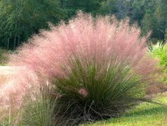 Przyostnia włosowata Muhlenbergia capillaris C1