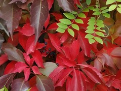 Winobluszcz pięciolistkowy odm.murowa Parthenocissus quinquefolia var.murorum C2