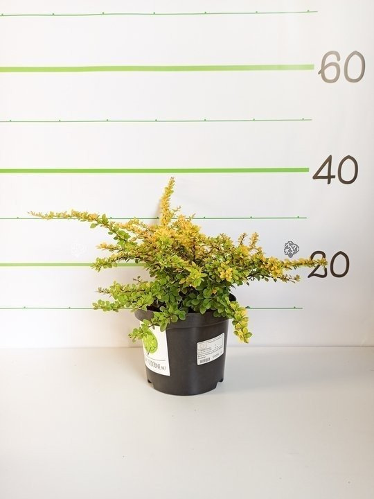 Berberys Thunberga Sunsation Berberis thunbergii C2