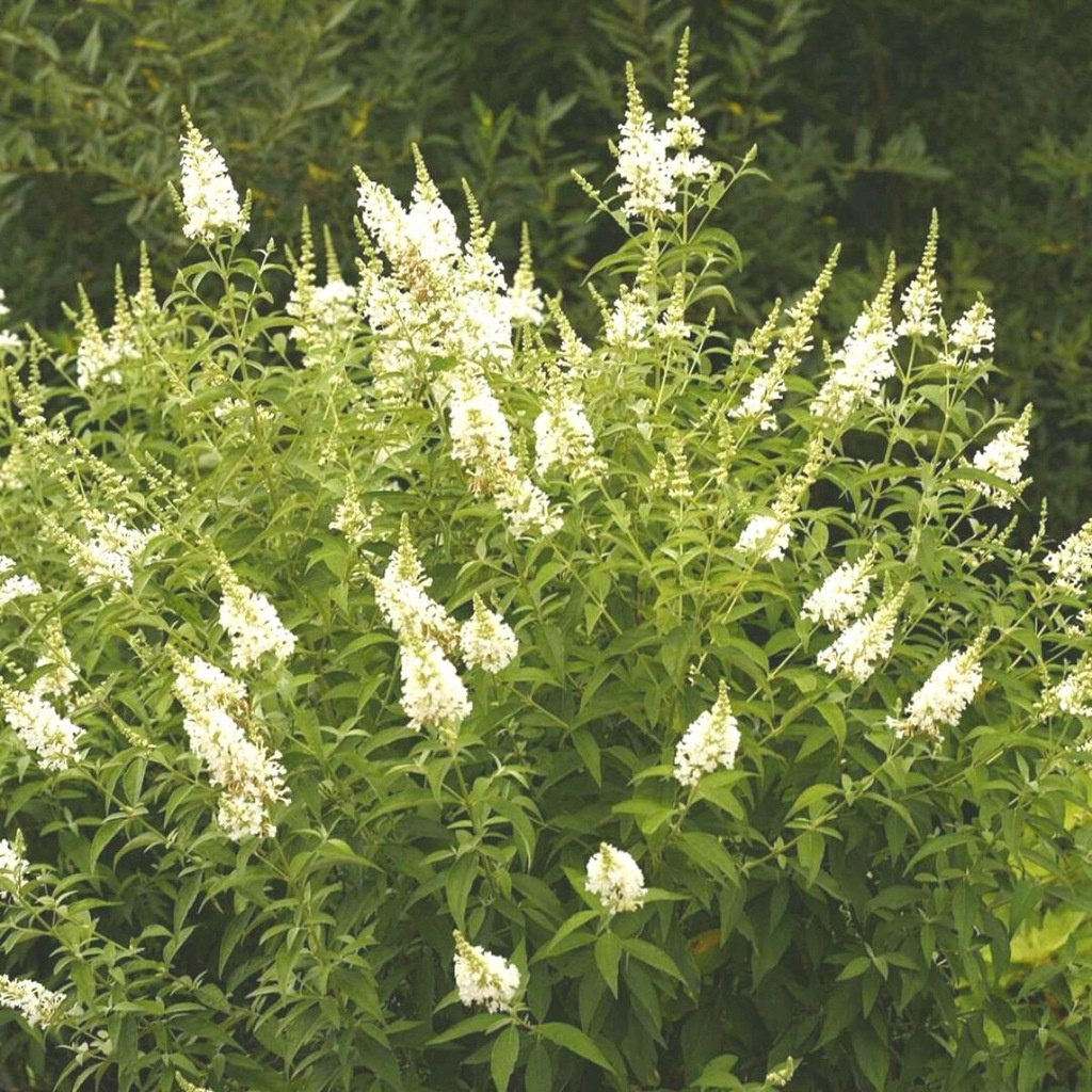 Budleja Davida White Profusion Buddleja davidii C3