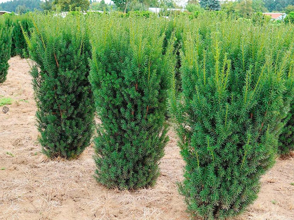 Cis pośredni Hicksii Taxus media C2
