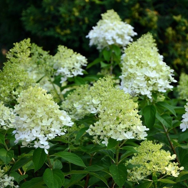 Hortensja bukietowa Limelight PBR Hydrangea paniculata P9