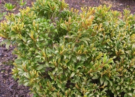 Pieris japoński Minor Pieris japonica C1,5