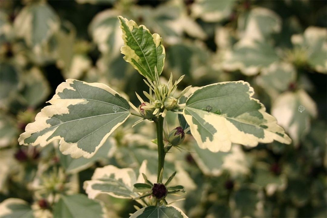 Ketmia syryjska Purpureus Variegatus Hibiscus syriacus C2