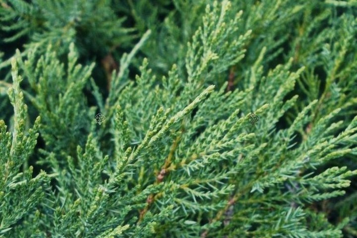 Jałowiec Pfitzera Mint Julep Juniperus pfitzeriana