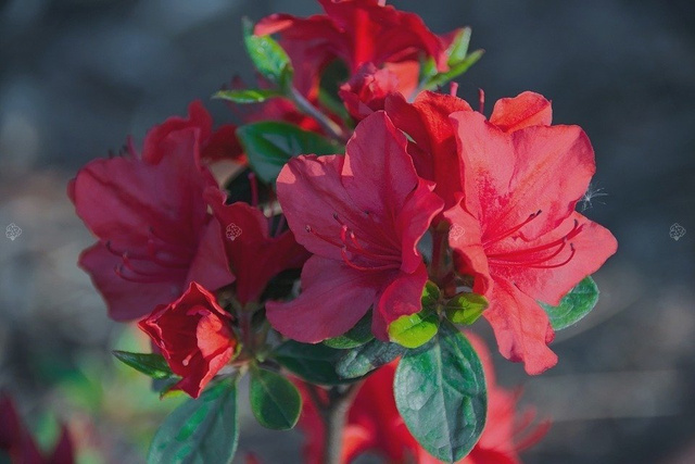 Azalia japońska Stretto Rhododendron obtusum C2