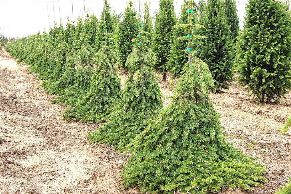 Świerk pospolity Frohburg Picea abies C5