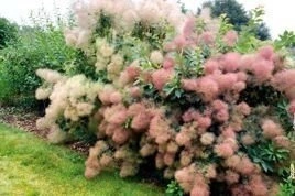 Perukowiec podolski Young Lady PBR Cotinus coggygria C3
