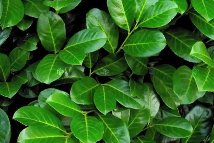 Laurowiśnia wschodnia Rotundifolia Prunus laurocerasus P9