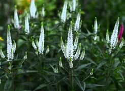 Przetacznik długolistny First Lady PBR Veronica longifolia C2