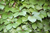 Winobluszcz pięciolistkowy Troki Parthenocissus quinquefolia C2