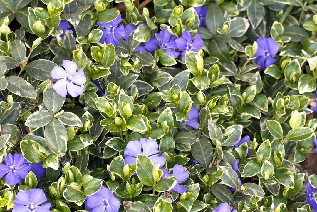 Barwinek pospolity Ralph Shugert Vinca minor P9
