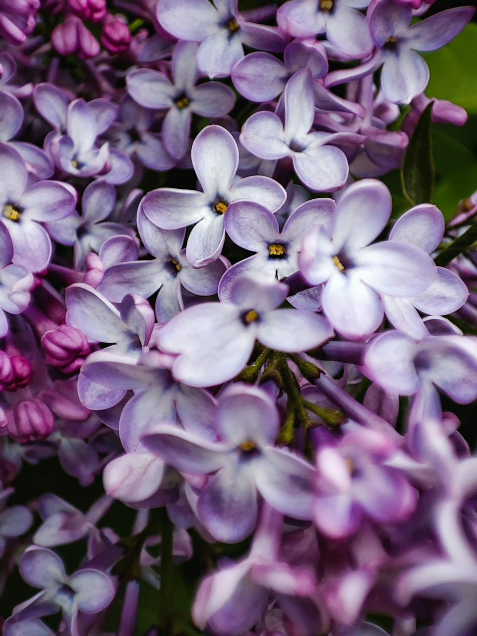 Lilak Meyera Palibin Syringa meyeri P9