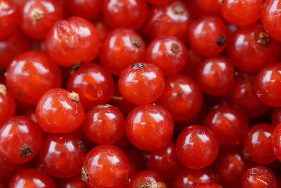 Porzeczka czerwona Jonkheer van Tets Ribes rubrum C2