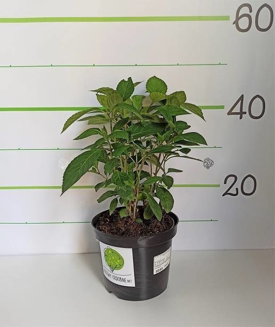 Hortensja ogrodowa Masja Hydrangea macrophylla P9