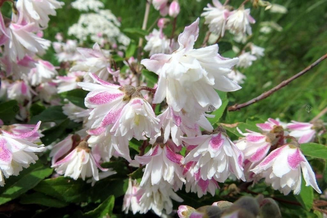 Żylistek szorstki Codsall Pink Deutzia scabra C2