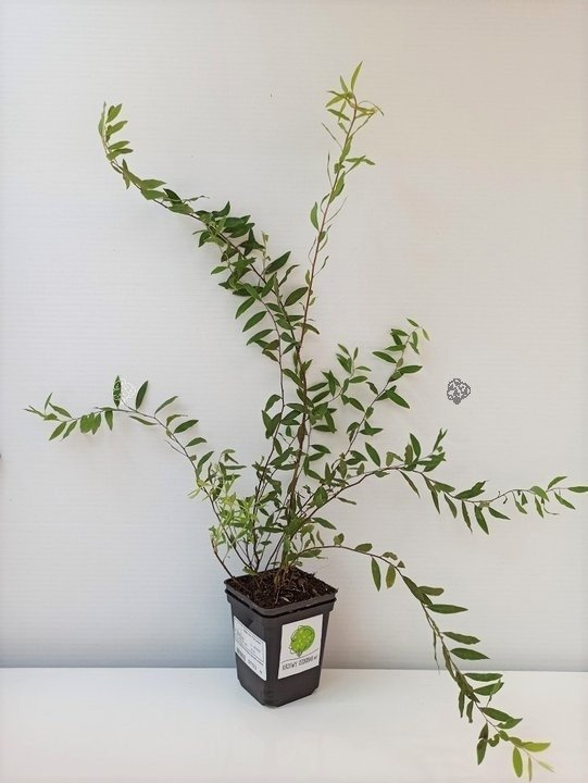 Tawuła szara Grefsheim Spiraea cinerea P9