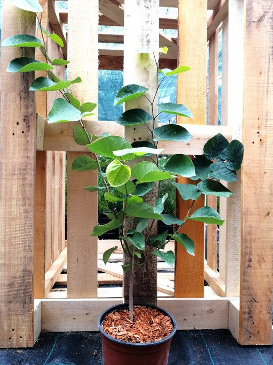 Judaszowiec kanadyjski Cercis canadensis C5