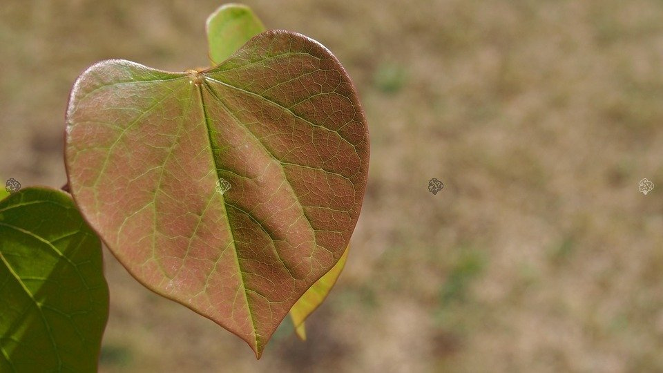 Judaszowiec kanadyjski Cercis canadensis C5