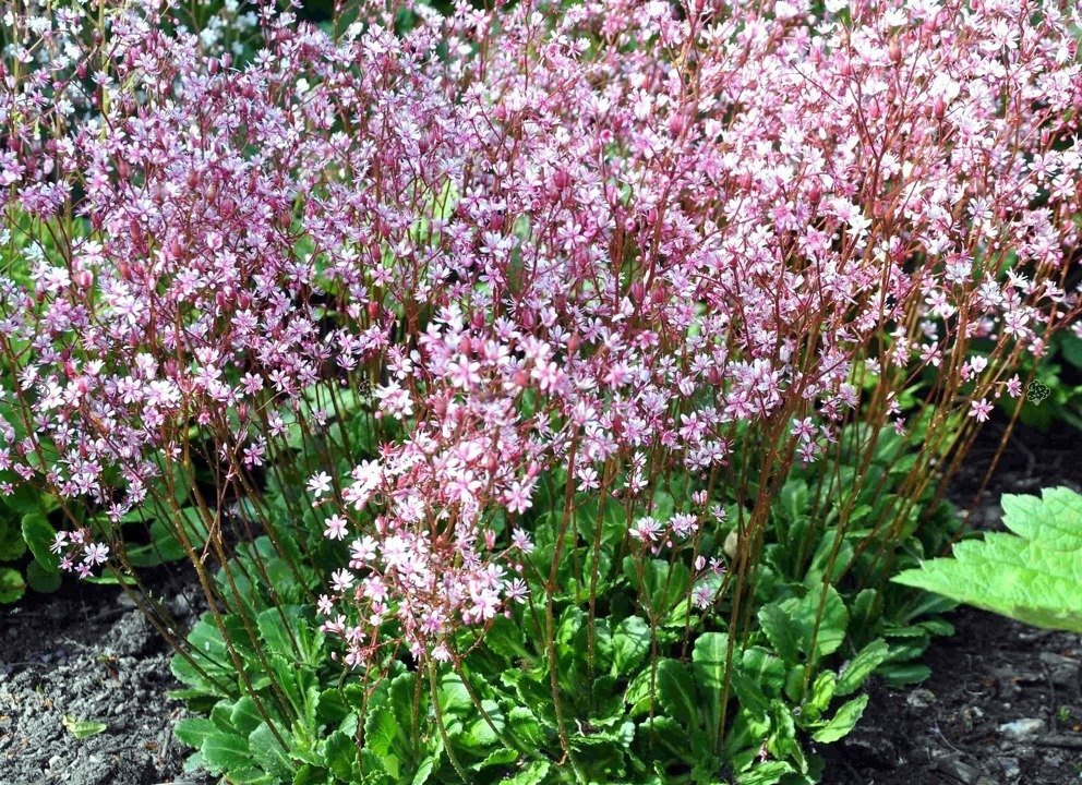 Skalnica cienista Clarence Elliott Saxifraga umbrosa C1,5