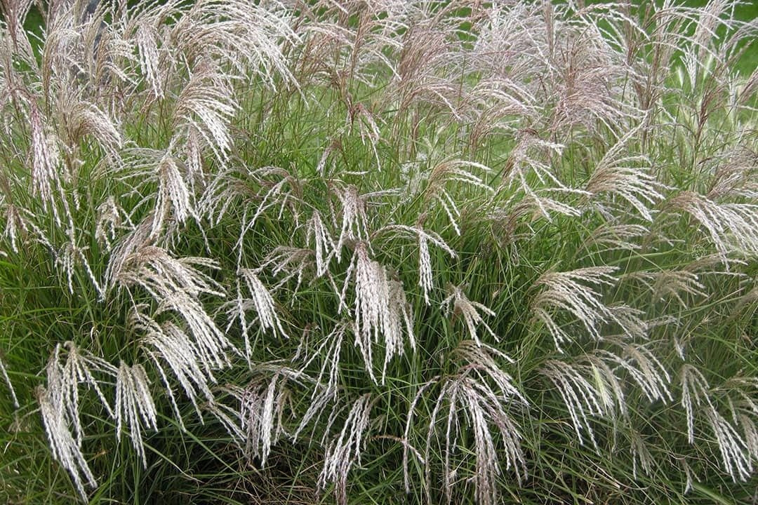 Miskant chiński Yakushima Dwarf Miscanthus sinensis C5