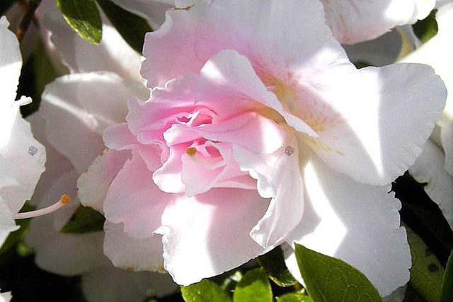 Azalia japońska Eliza Hyatt Rhododendron obtusum C2