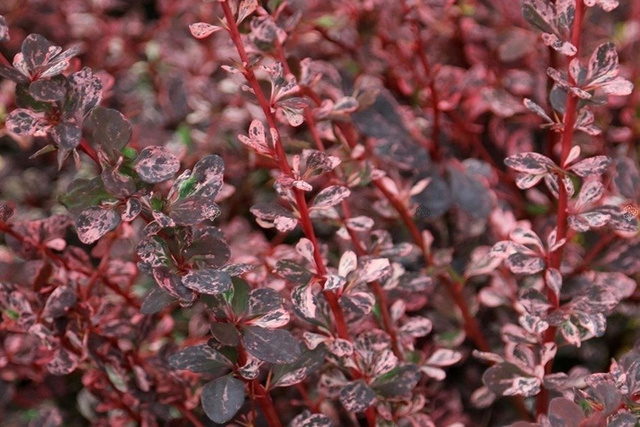 Berberys Thunberga Harlequin Berberis thunbergii C2