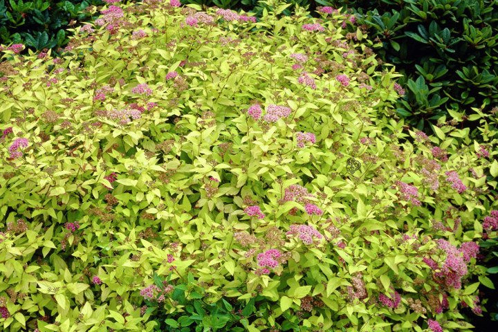 Tawuła japońska Goldmound Spiraea japonica P9