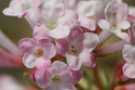 Kalina bodnantska Charles Lamont Viburnum bodnantense P9