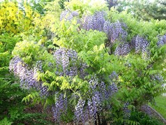 Glicynia kwiecista Domino Wisteria floribunda C2
