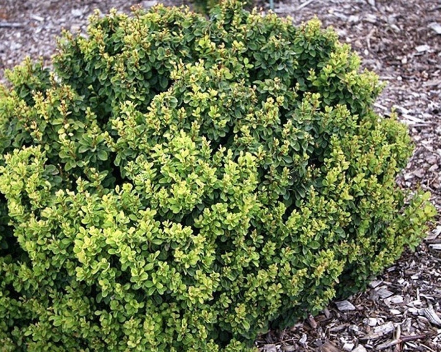 Berberis Thunberga Green Cloud Berberis thunbergii C2