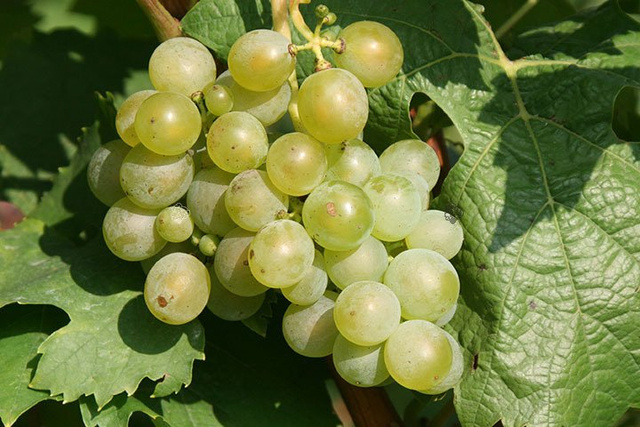 Winorośl Ontario Vitis C2