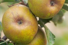 Jabłoń Złota Reneta Malus domestica
