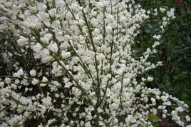 Żarnowiec szczodrzeniec wczesny Albus Cytisus praecox P9