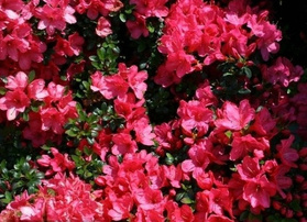 Azalia japońska Anne Rhododendron obtusum C2 C2