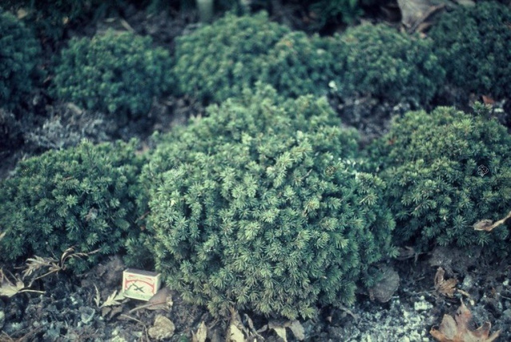 Świerk biały Echiniformis Picea glauca C3