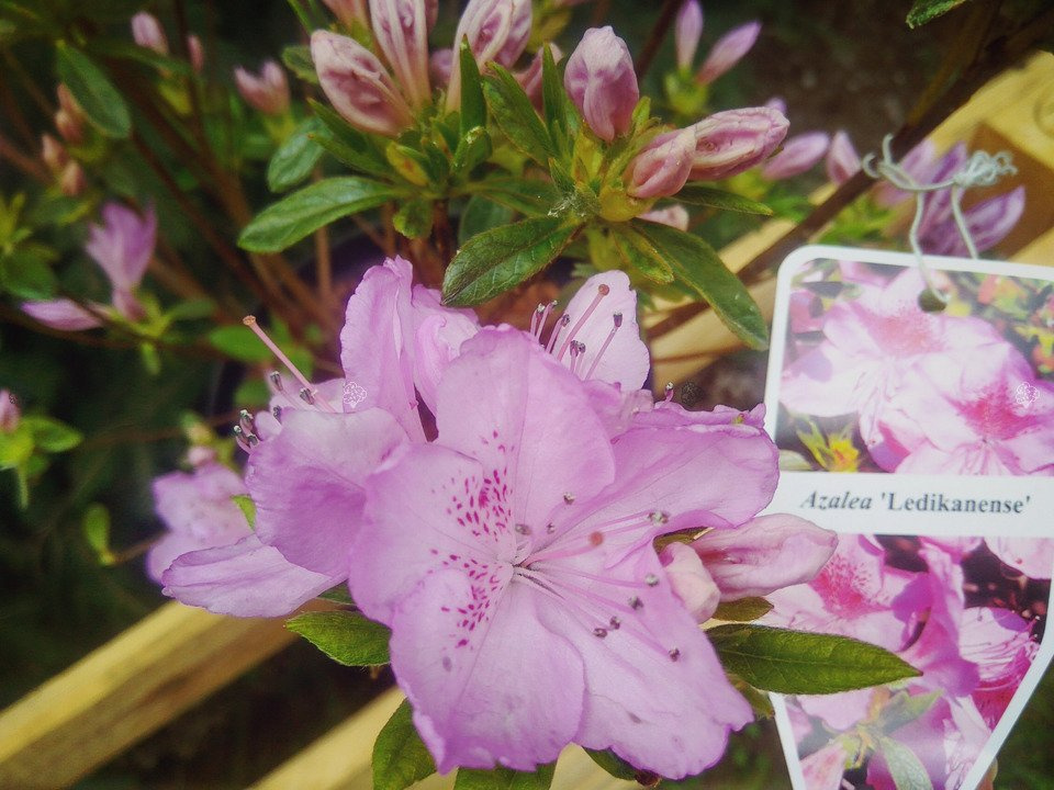 Azalia japońska Ledikanense Rhododendron obtusum C2