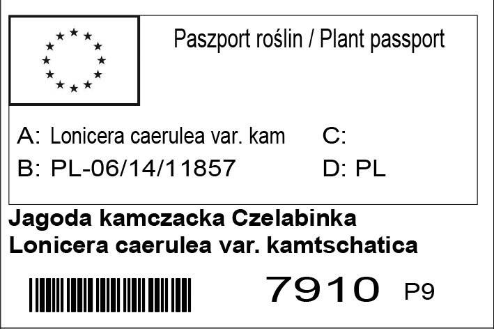 Jagoda kamczacka Czelabinka Lonicera caerulea var. kamtschatica P9