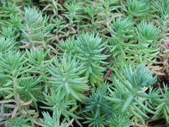 Rozchodnik ościsty f. cristatum Sedum reflexum f. cristatum C2