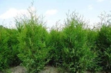 Tuja Brabant Thuja occidentalis