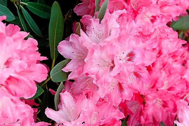 Różanecznik jakuszimański Fantastica Rhododendron yakushimanum C2