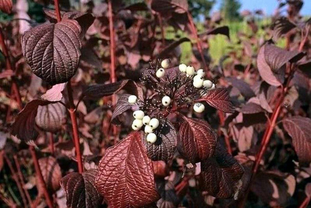 Dereń biały Siberian Pearls Cornus alba  C2