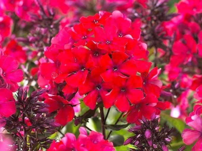 Floks wiechowaty Starfire Phlox paniculata P9