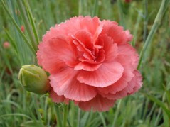 Goździk Diana Dianthus plumarius C2